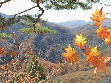 全球视野